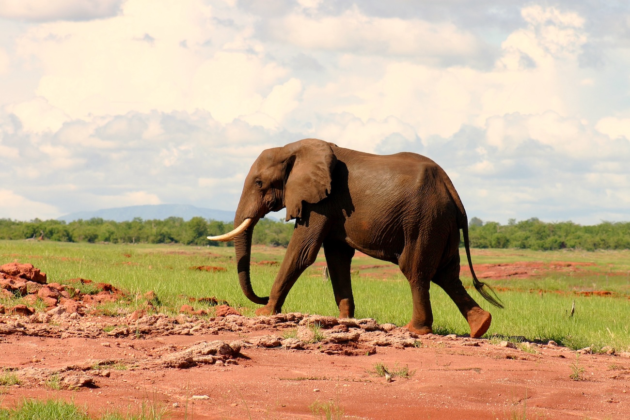 murray-turner-elephant-self-awareness